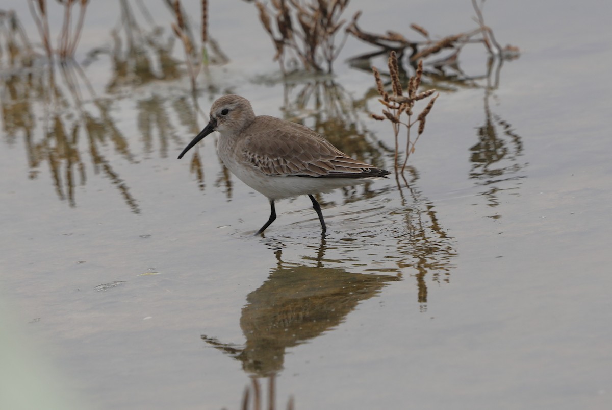 Dunlin - ML646631855
