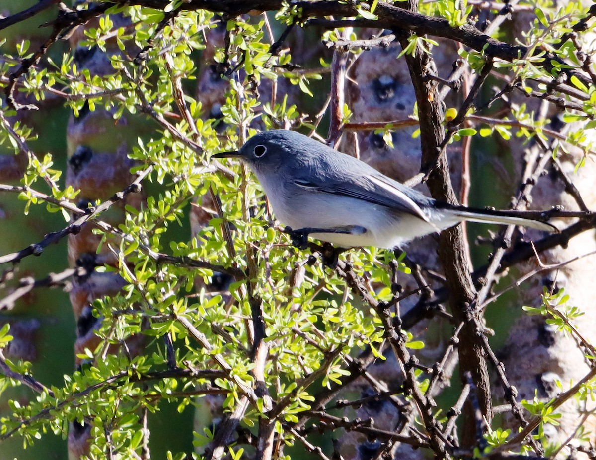 leskot modrošedý - ML646631857