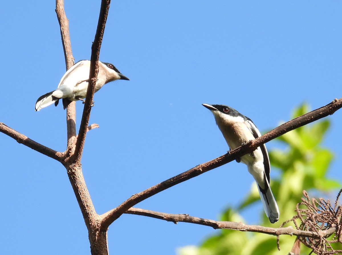 Bar-winged Flycatcher-shrike - ML646631858