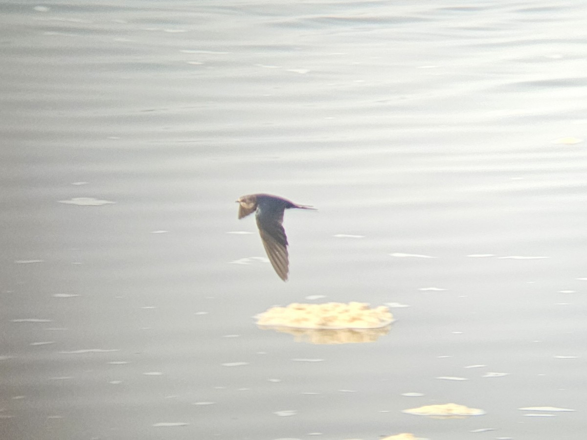 Barn Swallow - ML646631859