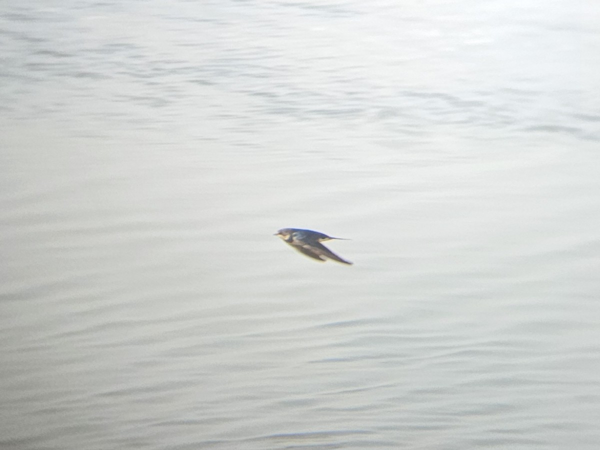 Barn Swallow - ML646631861