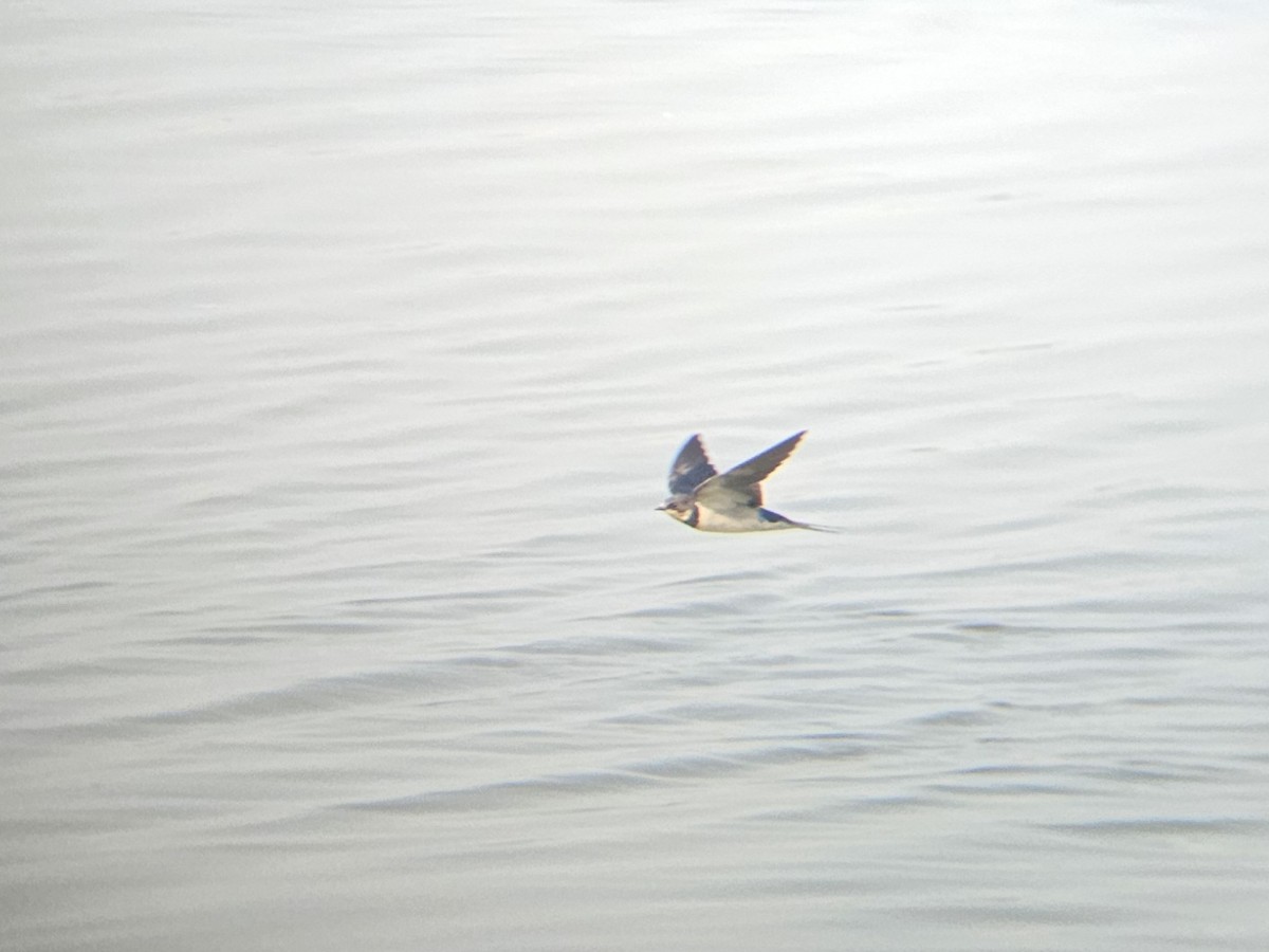 Barn Swallow - ML646631862