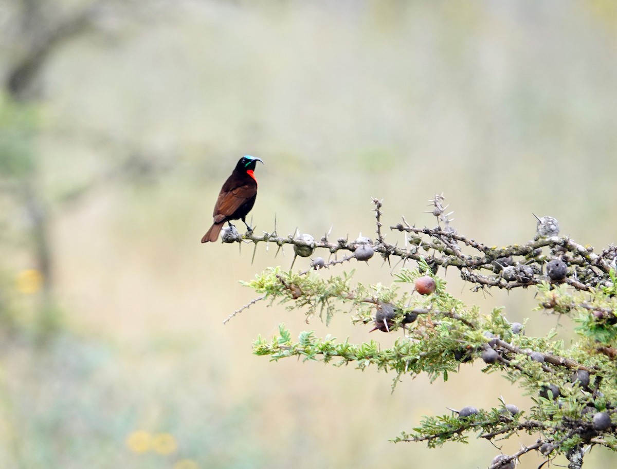 Scarlet-chested Sunbird - ML646631863