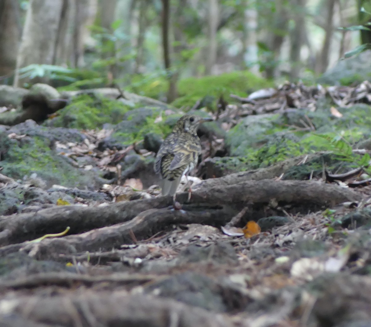 White's Thrush - ML646631864