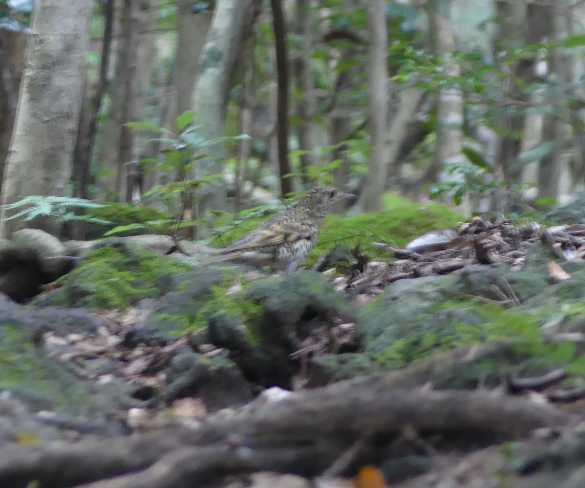 White's Thrush - ML646631865