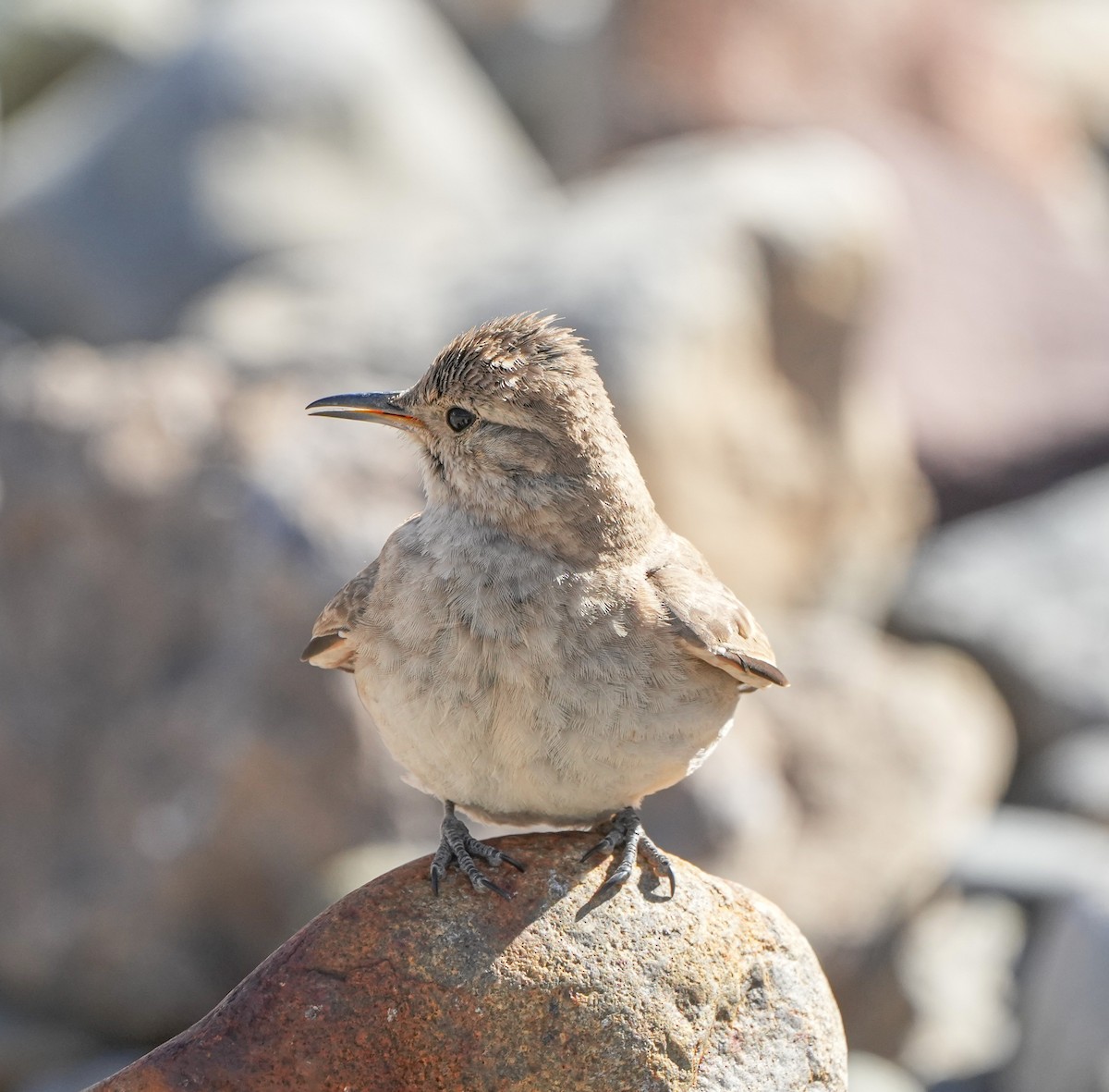 Creamy-rumped Miner - ML646631866