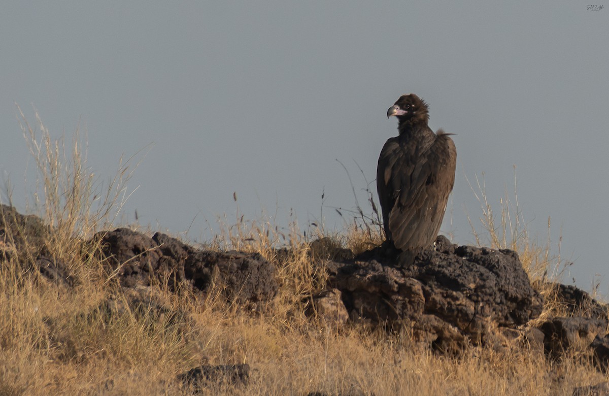 sup hnědý - ML646631867