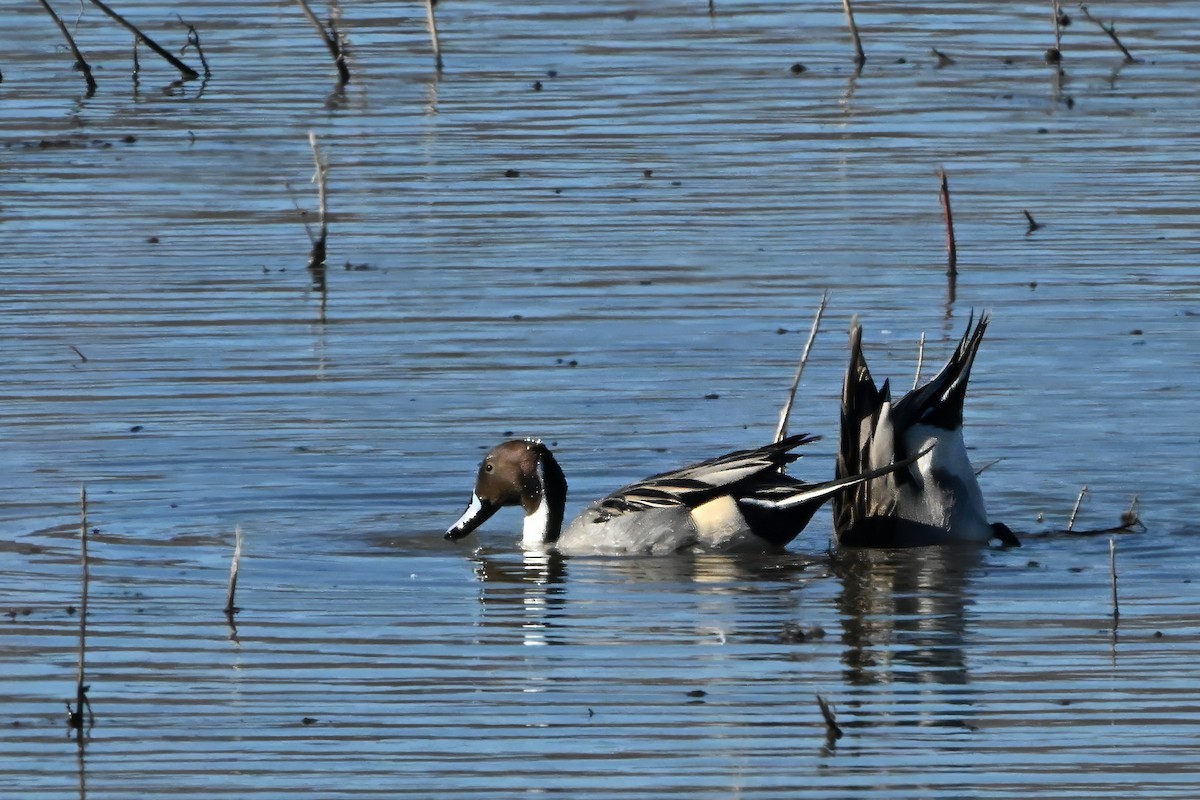 Northern Pintail - ML646631868