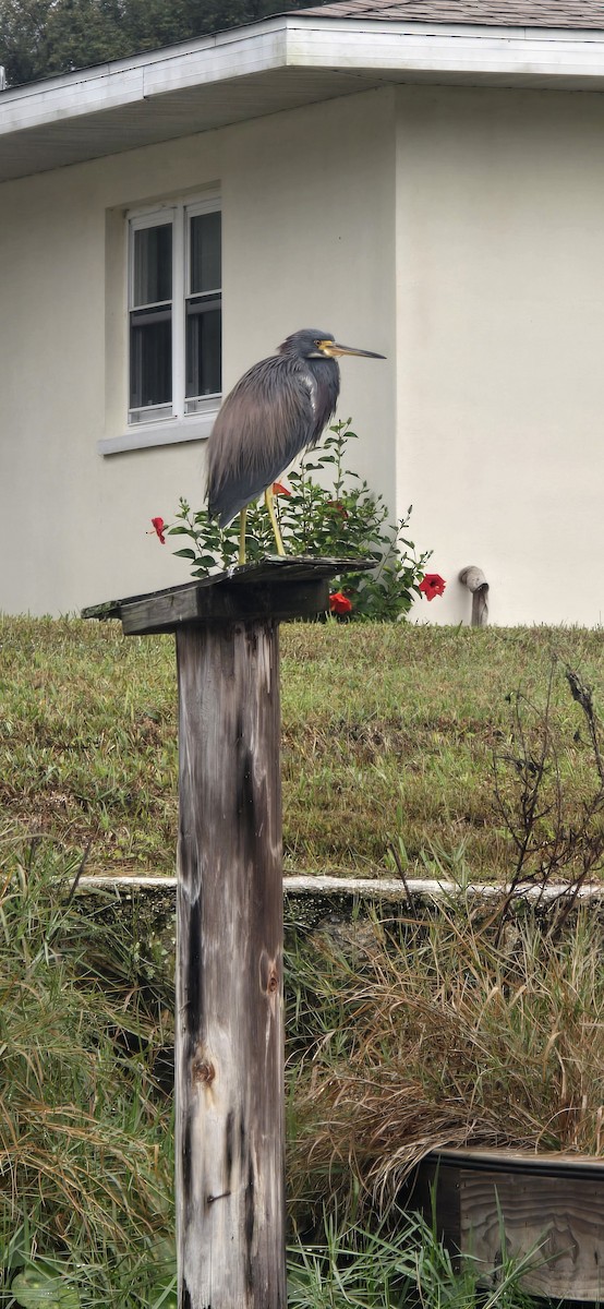 Tricolored Heron - ML646631869
