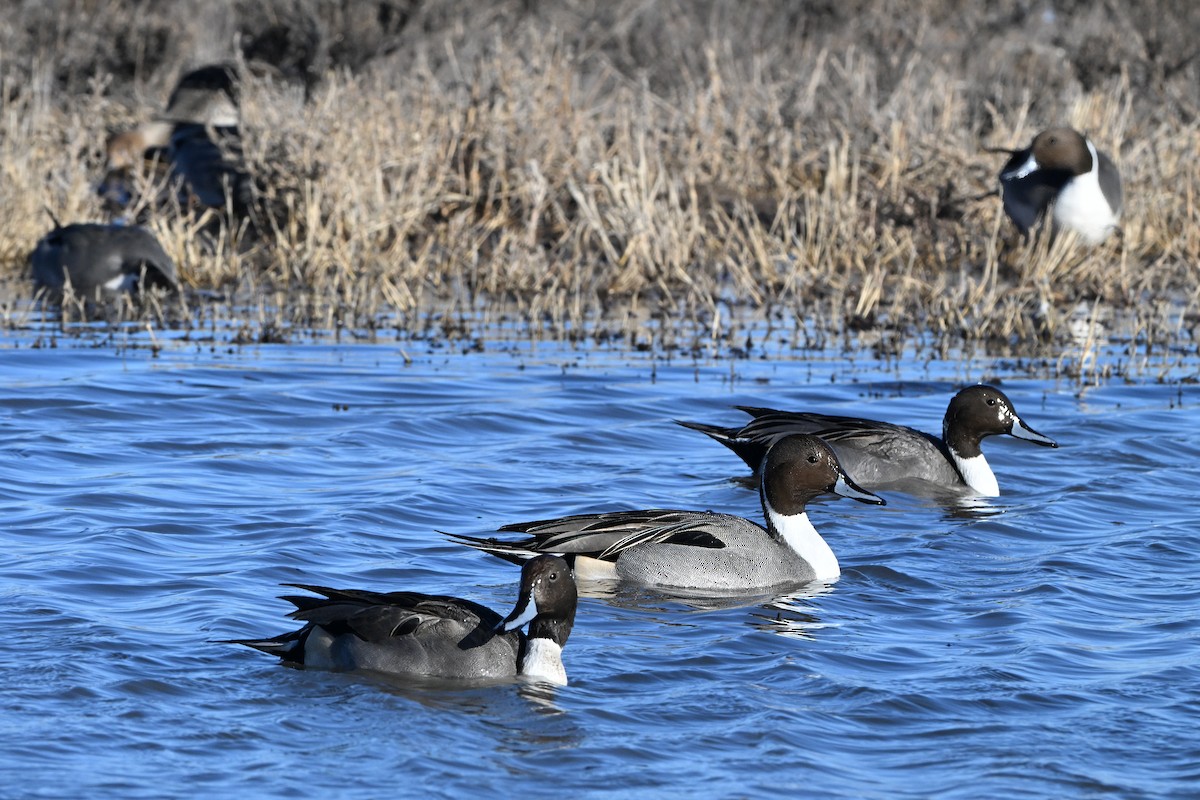 Northern Pintail - ML646631870