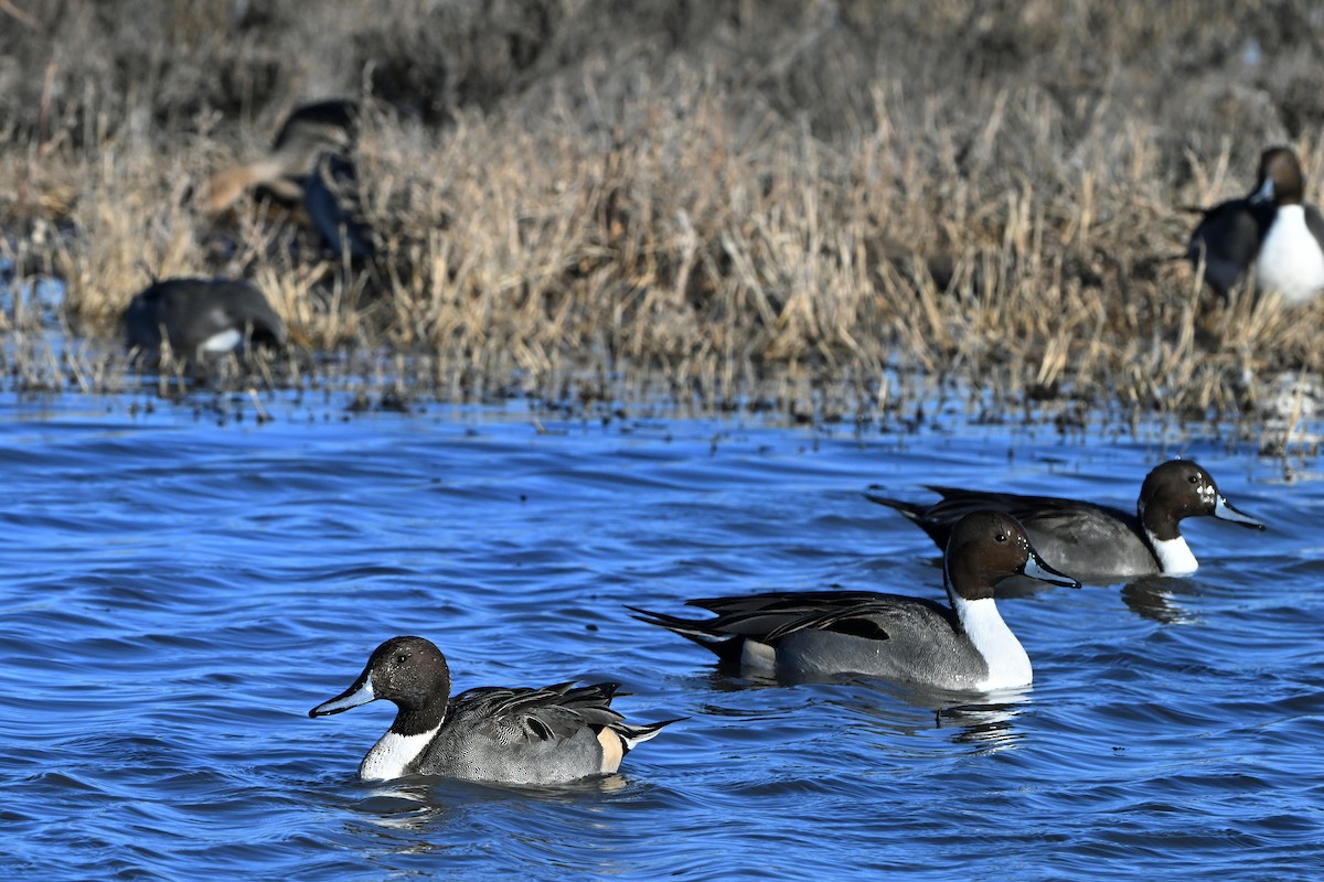 Northern Pintail - ML646631871