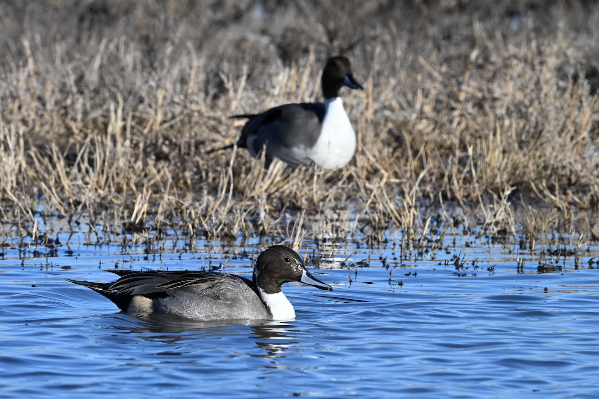 Northern Pintail - ML646631872