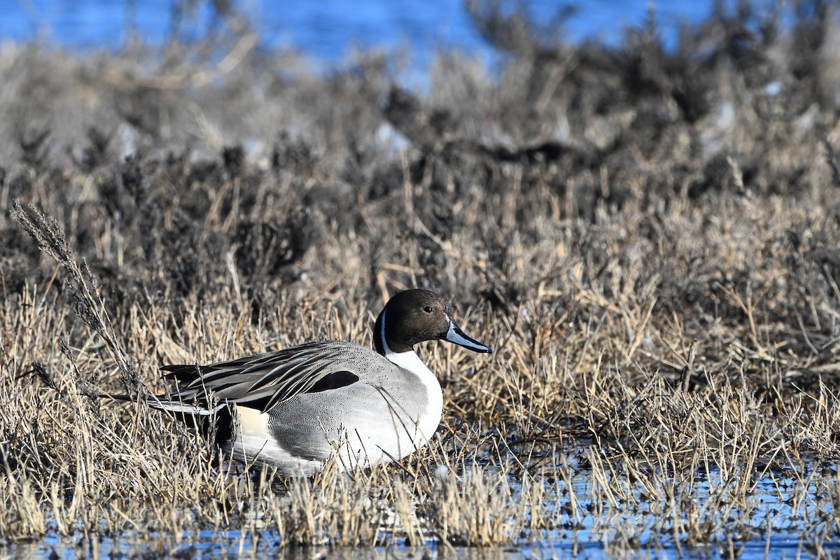 Northern Pintail - ML646631873