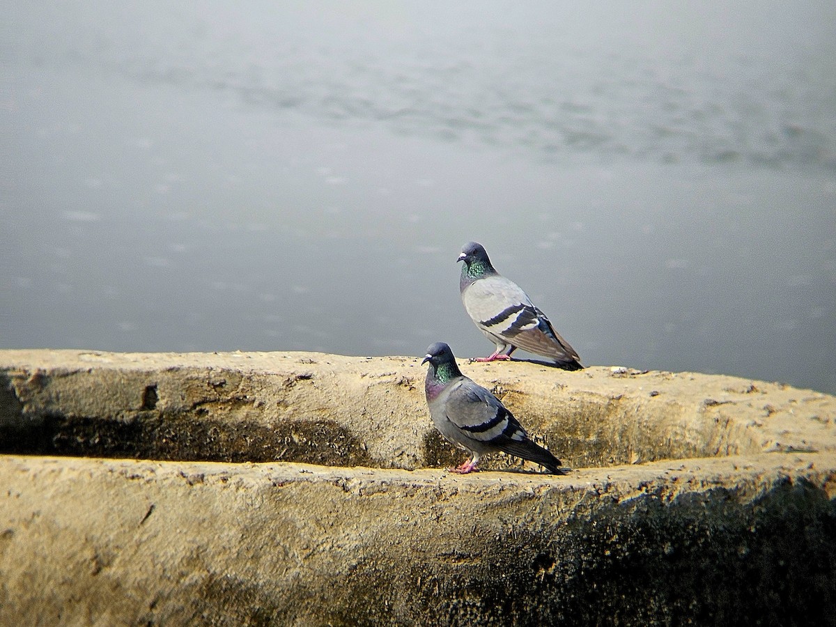 Rock Pigeon (Feral Pigeon) - ML646631874