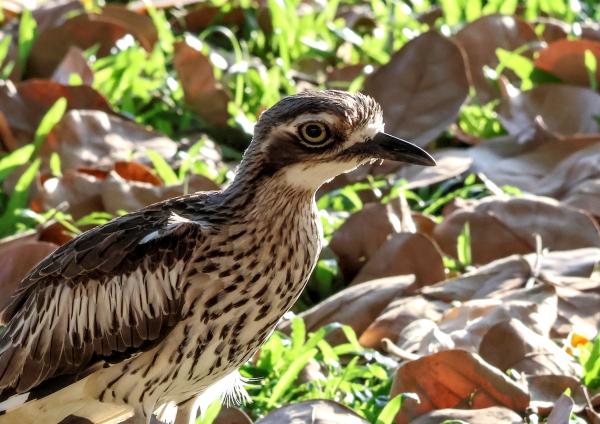 Bush Thick-knee - ML646631875