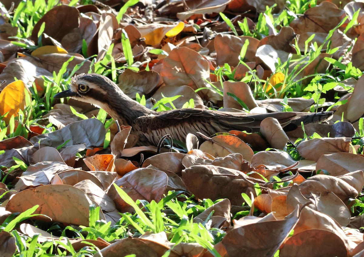 Bush Thick-knee - ML646631876