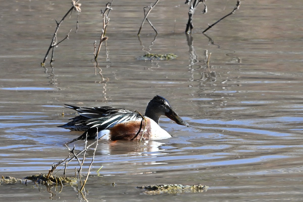 Northern Shoveler - ML646631878