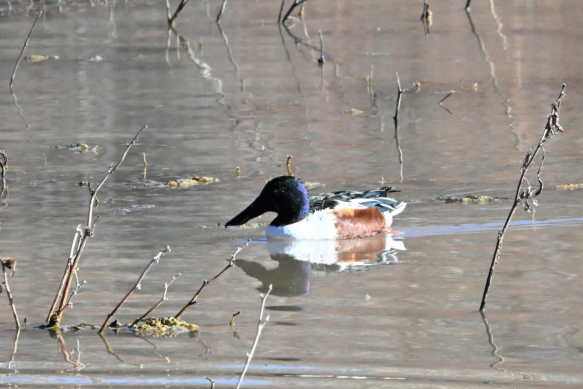 Northern Shoveler - ML646631879