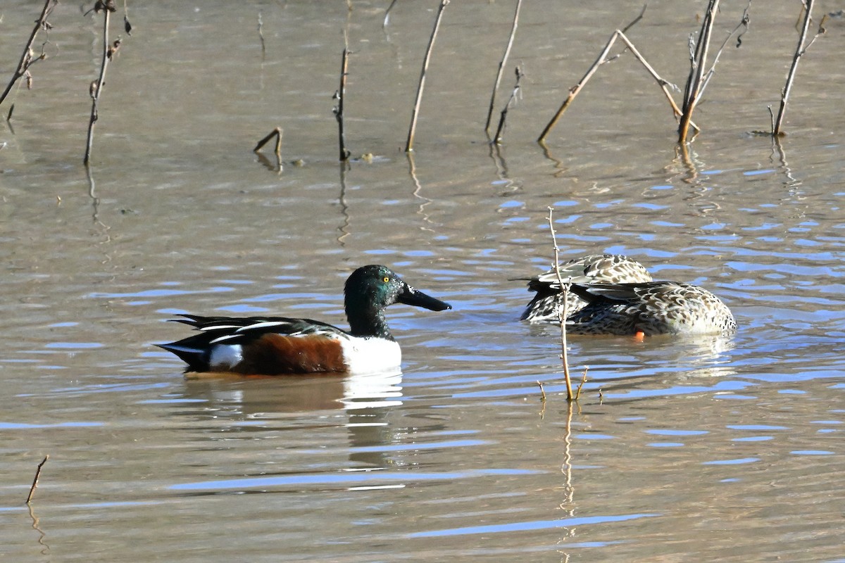 Northern Shoveler - ML646631880