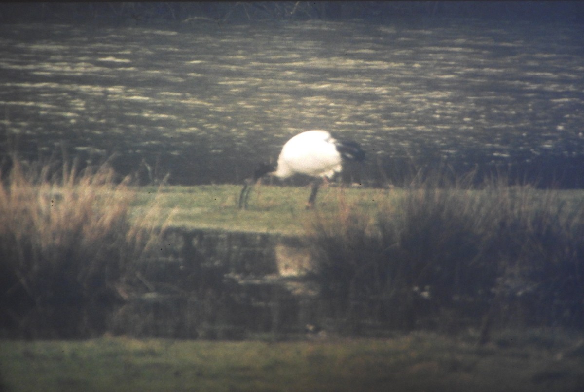 African Sacred Ibis - ML646631881
