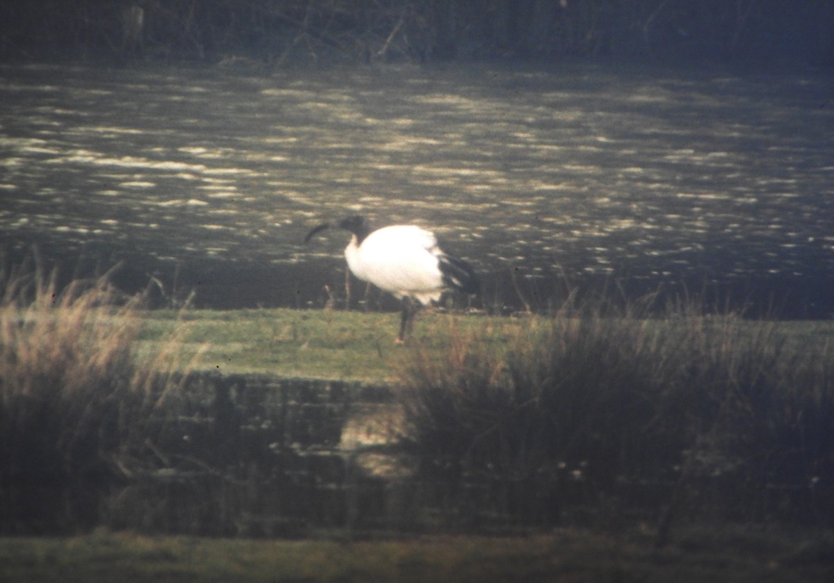 African Sacred Ibis - ML646631882