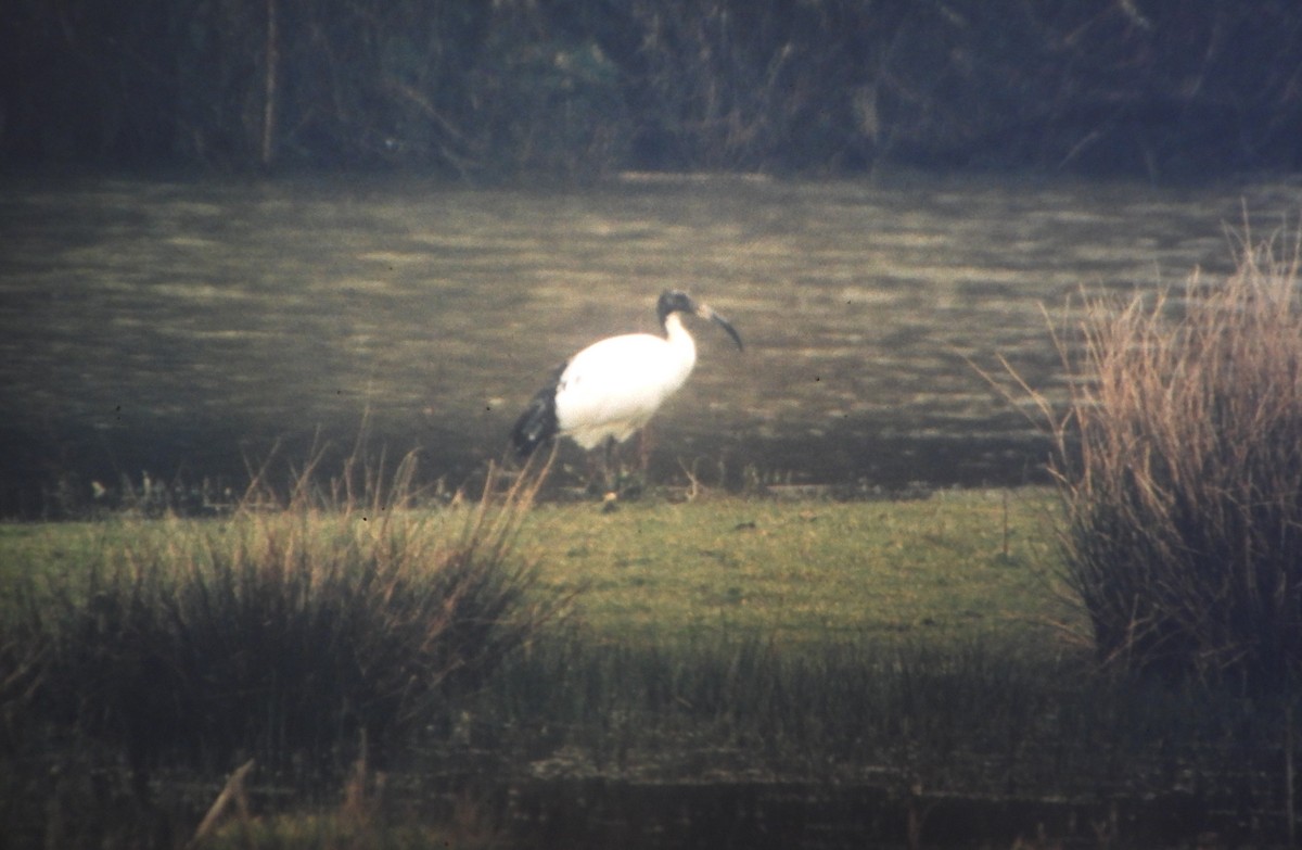 African Sacred Ibis - ML646631884
