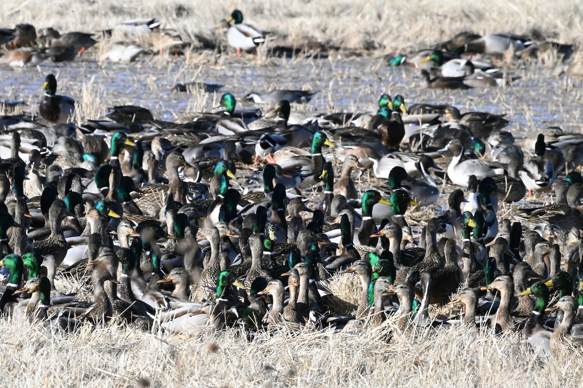 Mallard - ML646631885