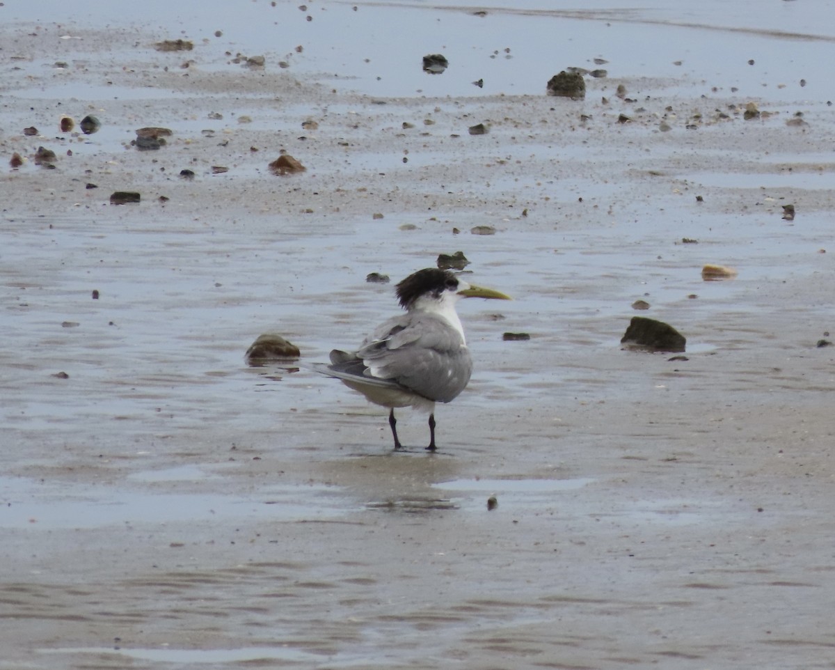 Great Crested Tern - ML646631886