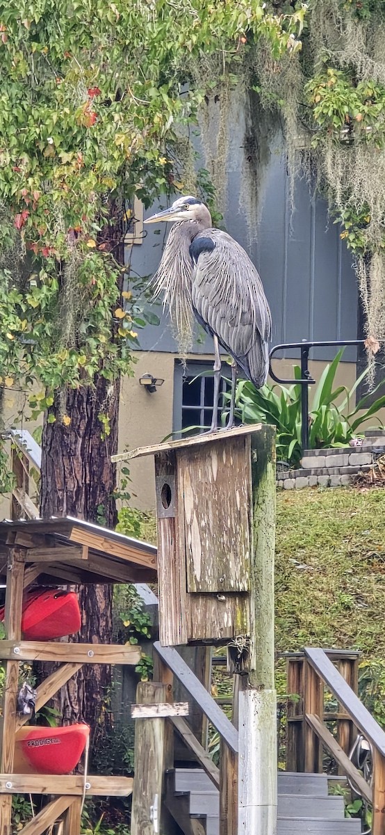 Great Blue Heron - ML646631887