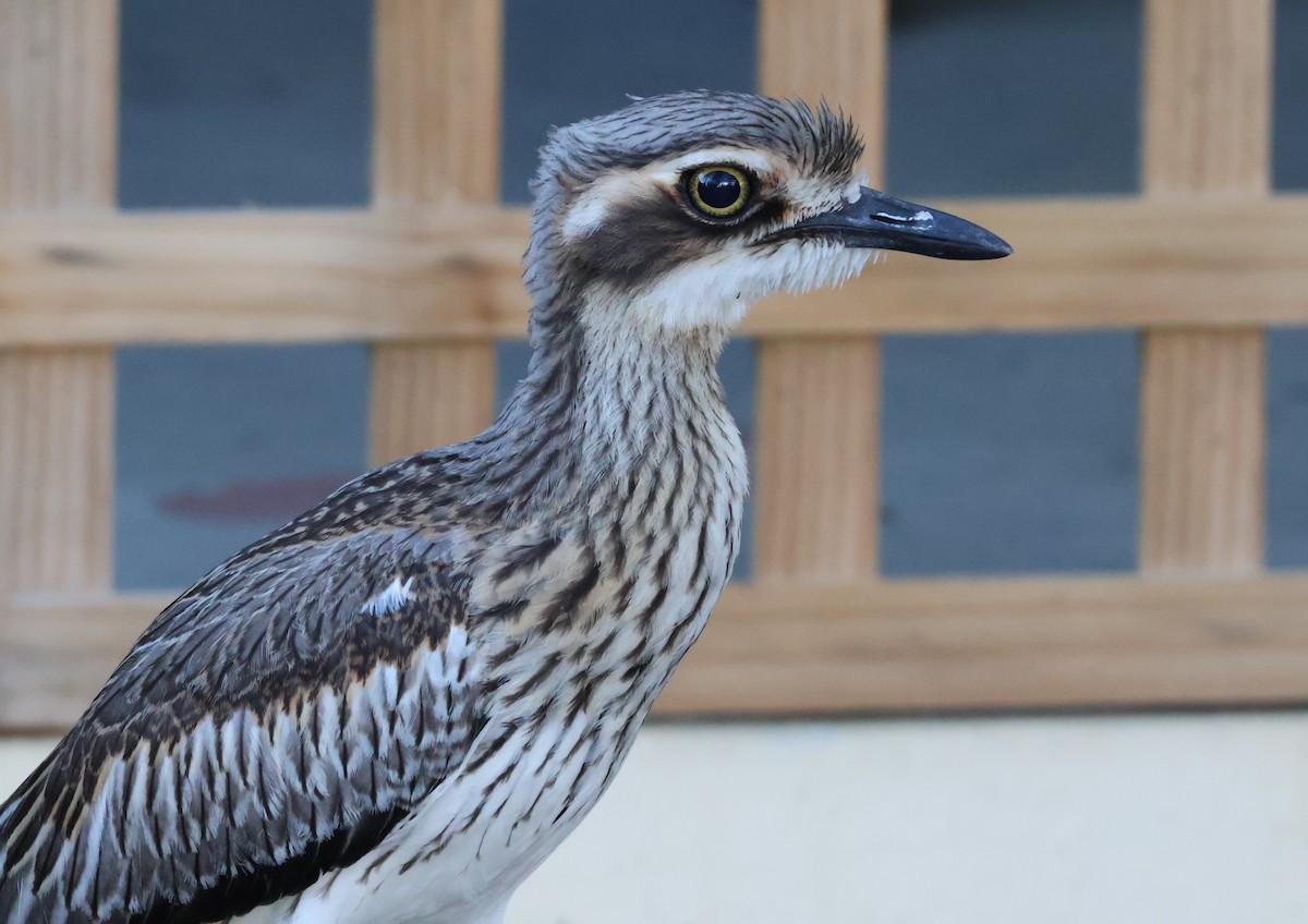 Bush Thick-knee - ML646631888