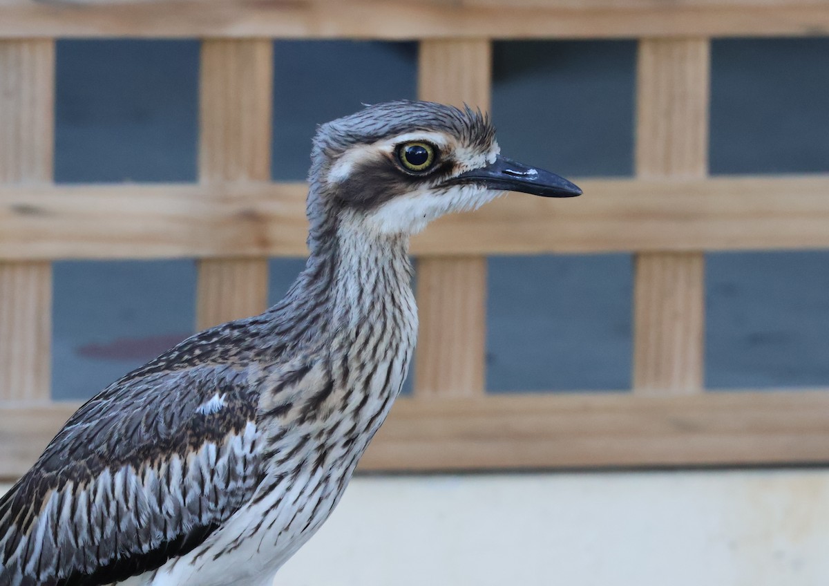 Bush Thick-knee - ML646631889