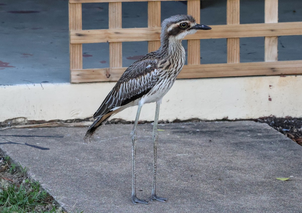 Bush Thick-knee - ML646631890