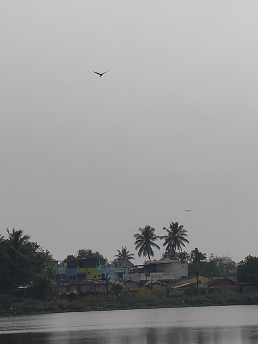 Black Kite - ML646631892