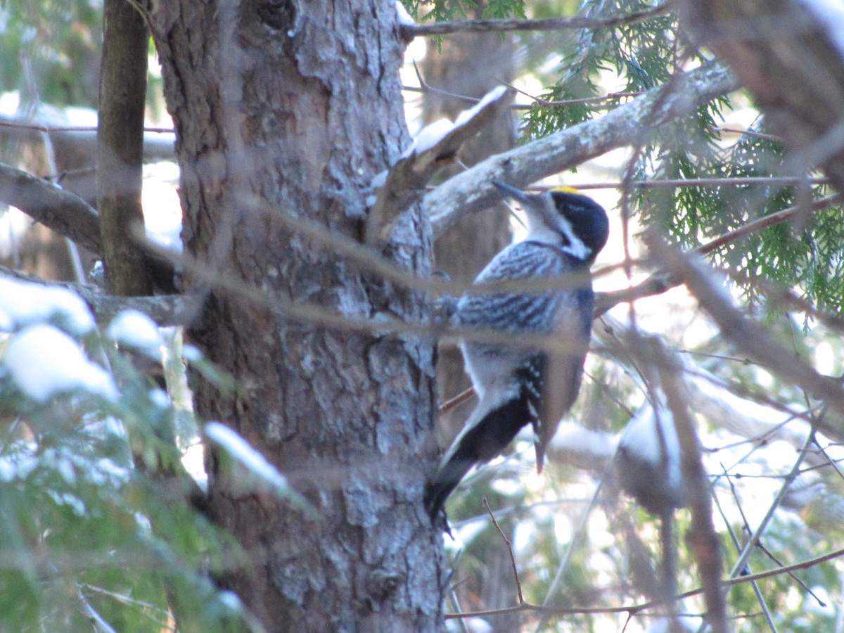 Black-backed Woodpecker - ML646631893