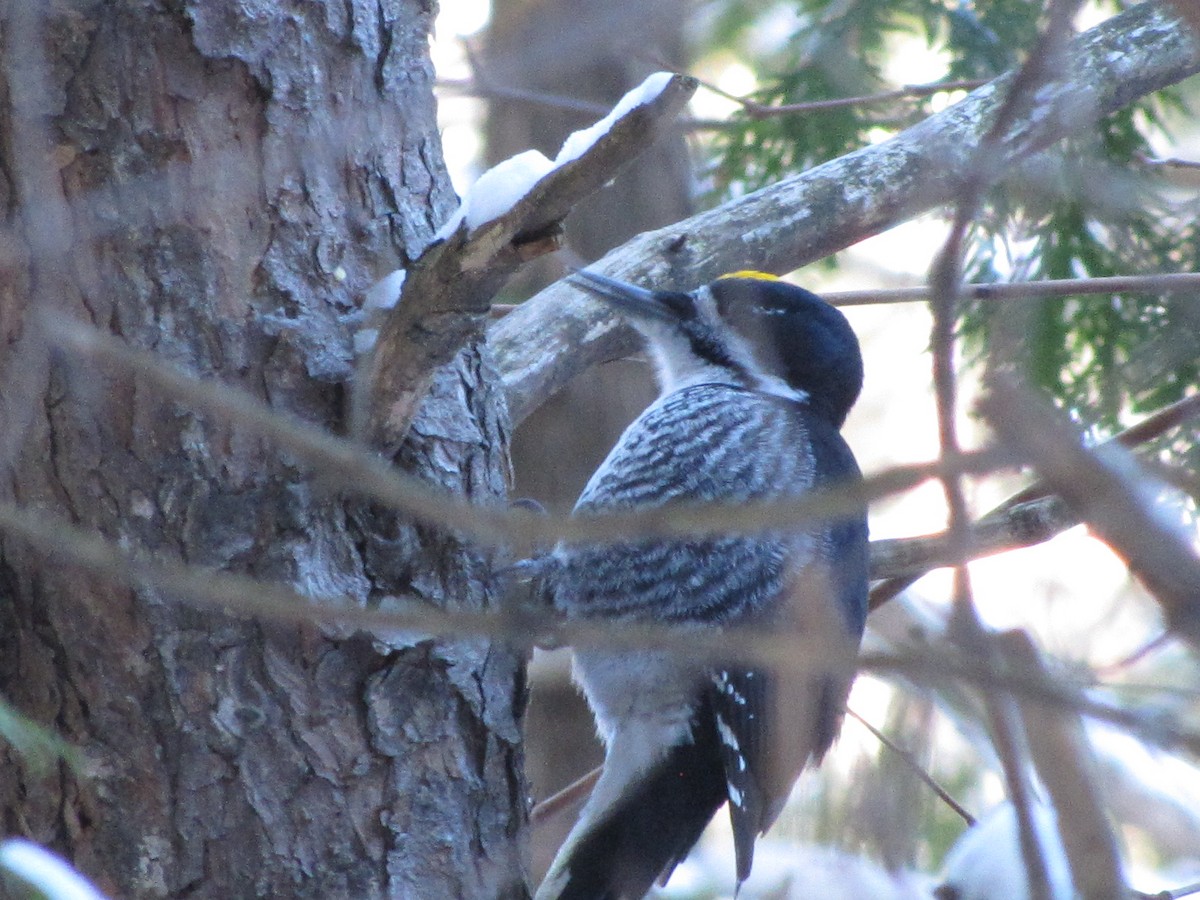 Black-backed Woodpecker - ML646631894