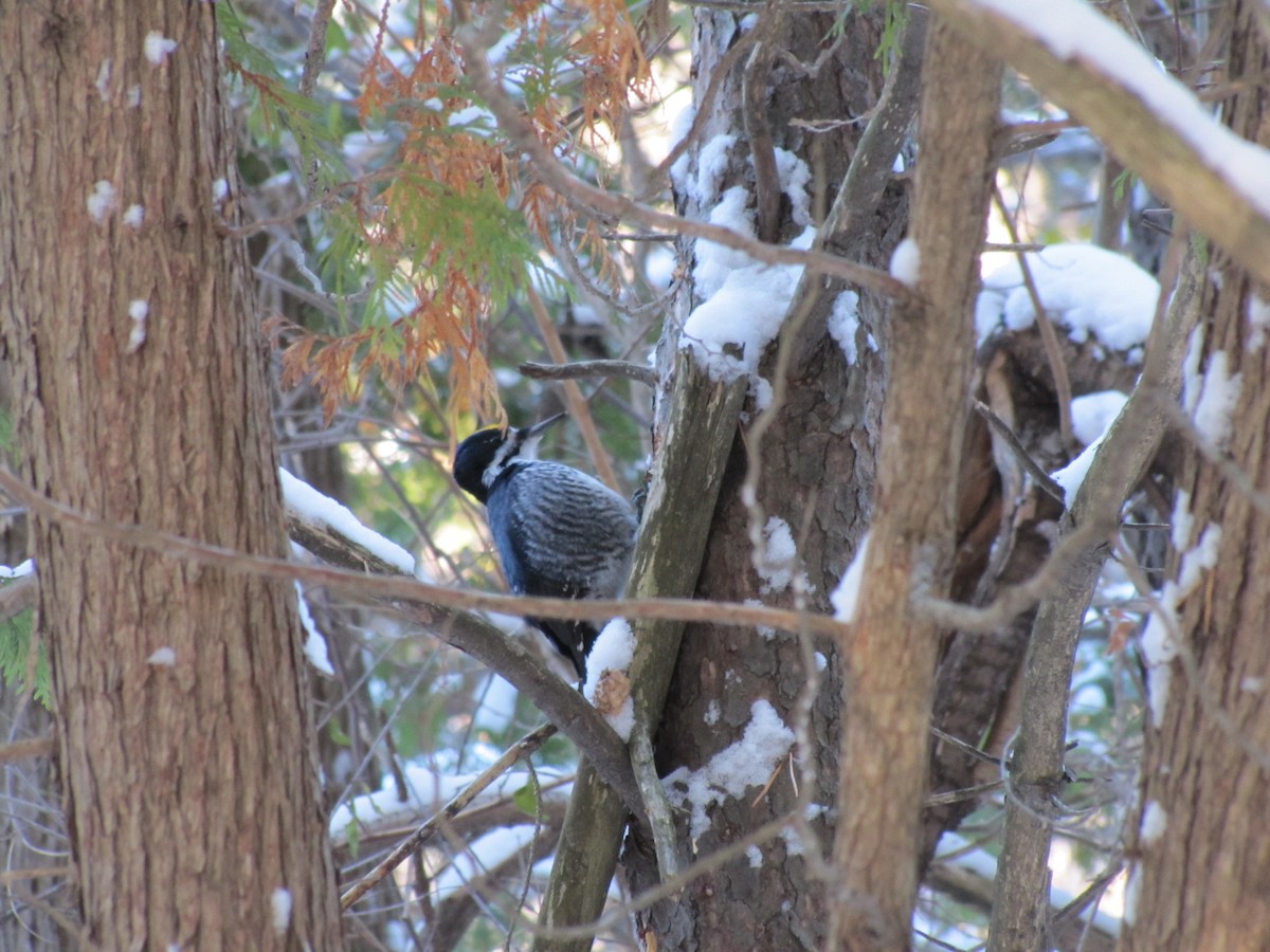 Black-backed Woodpecker - ML646631895