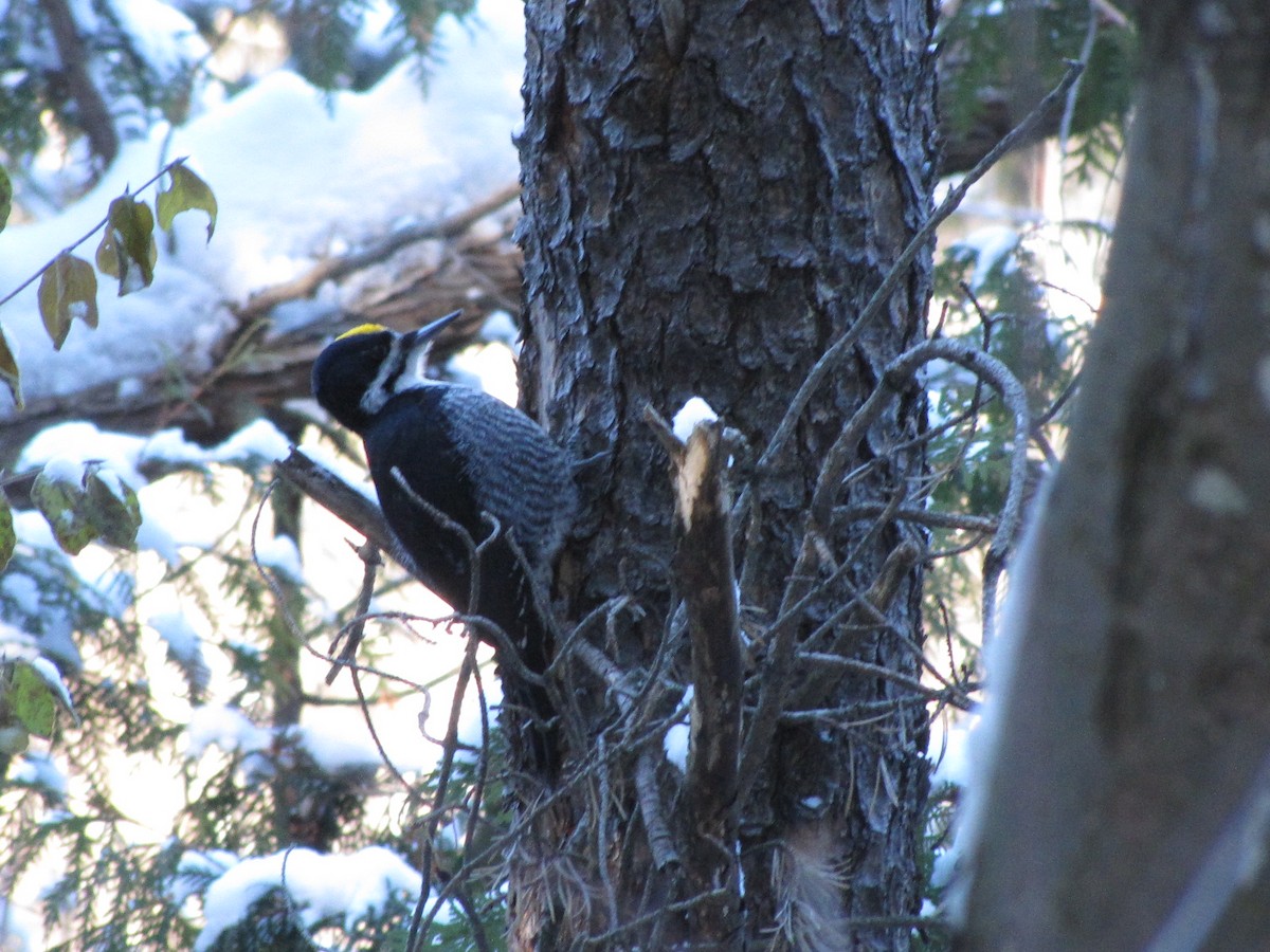 Black-backed Woodpecker - ML646631896