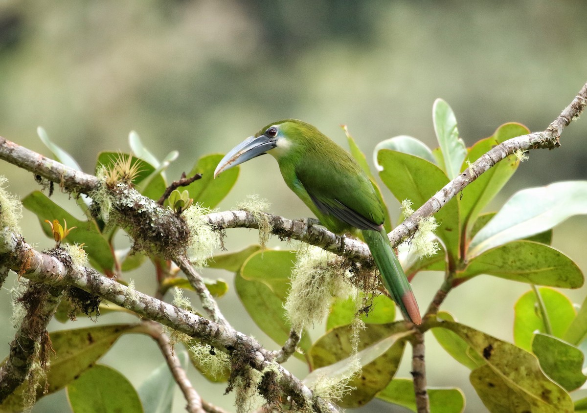 Blue-banded Toucanet - ML646631897