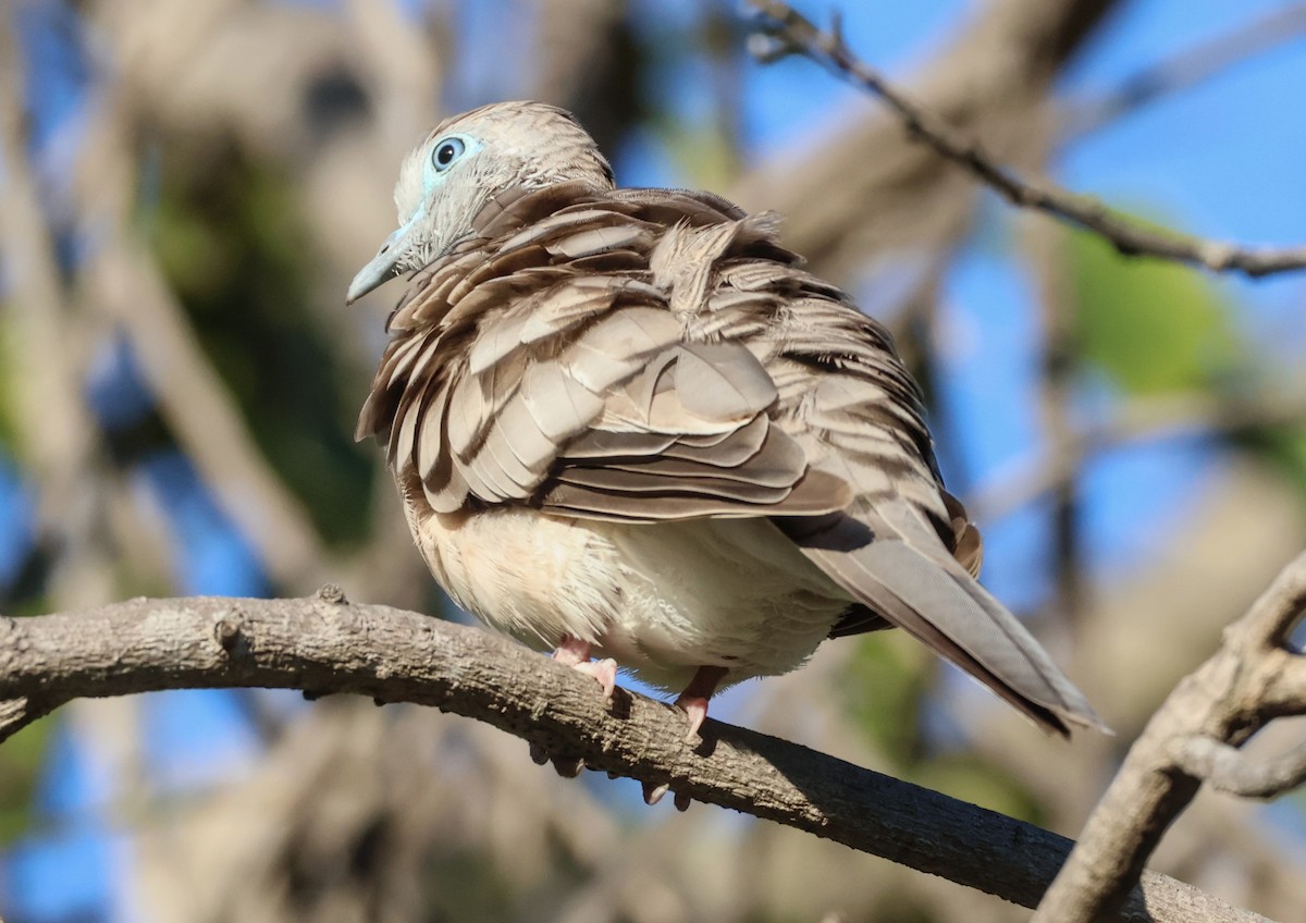 Peaceful Dove - ML646631898
