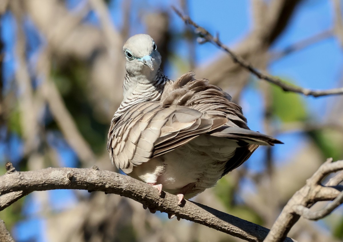 Peaceful Dove - ML646631899