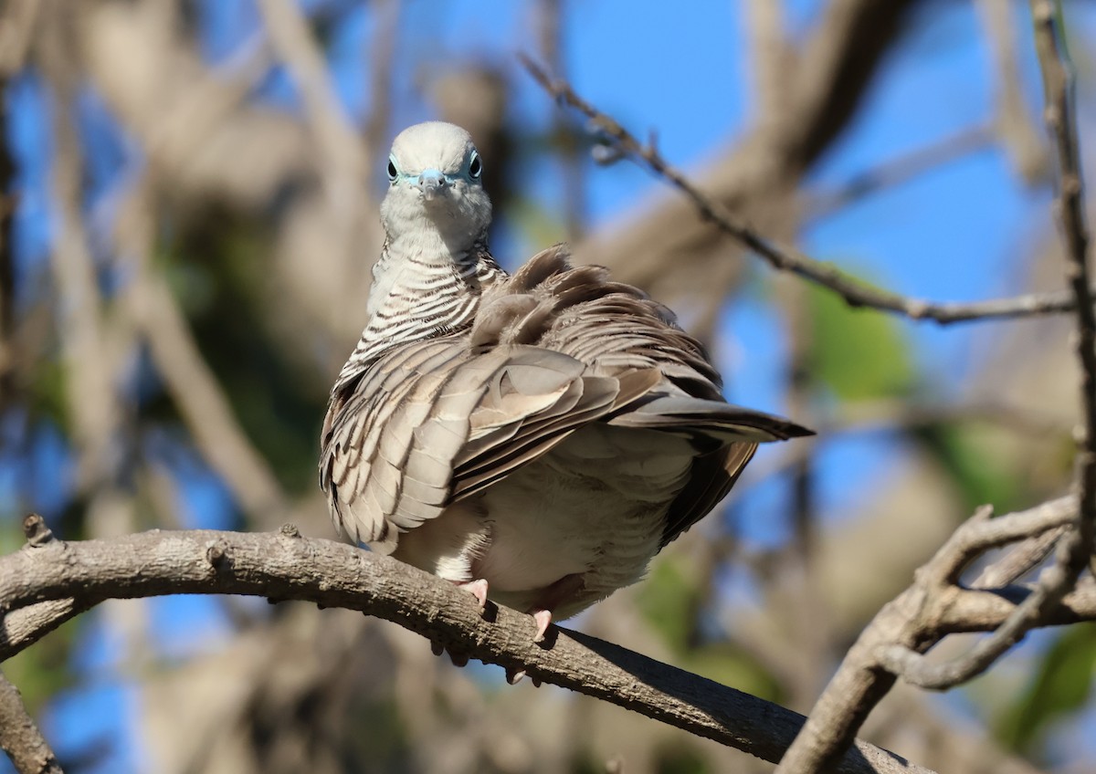 Peaceful Dove - ML646631900