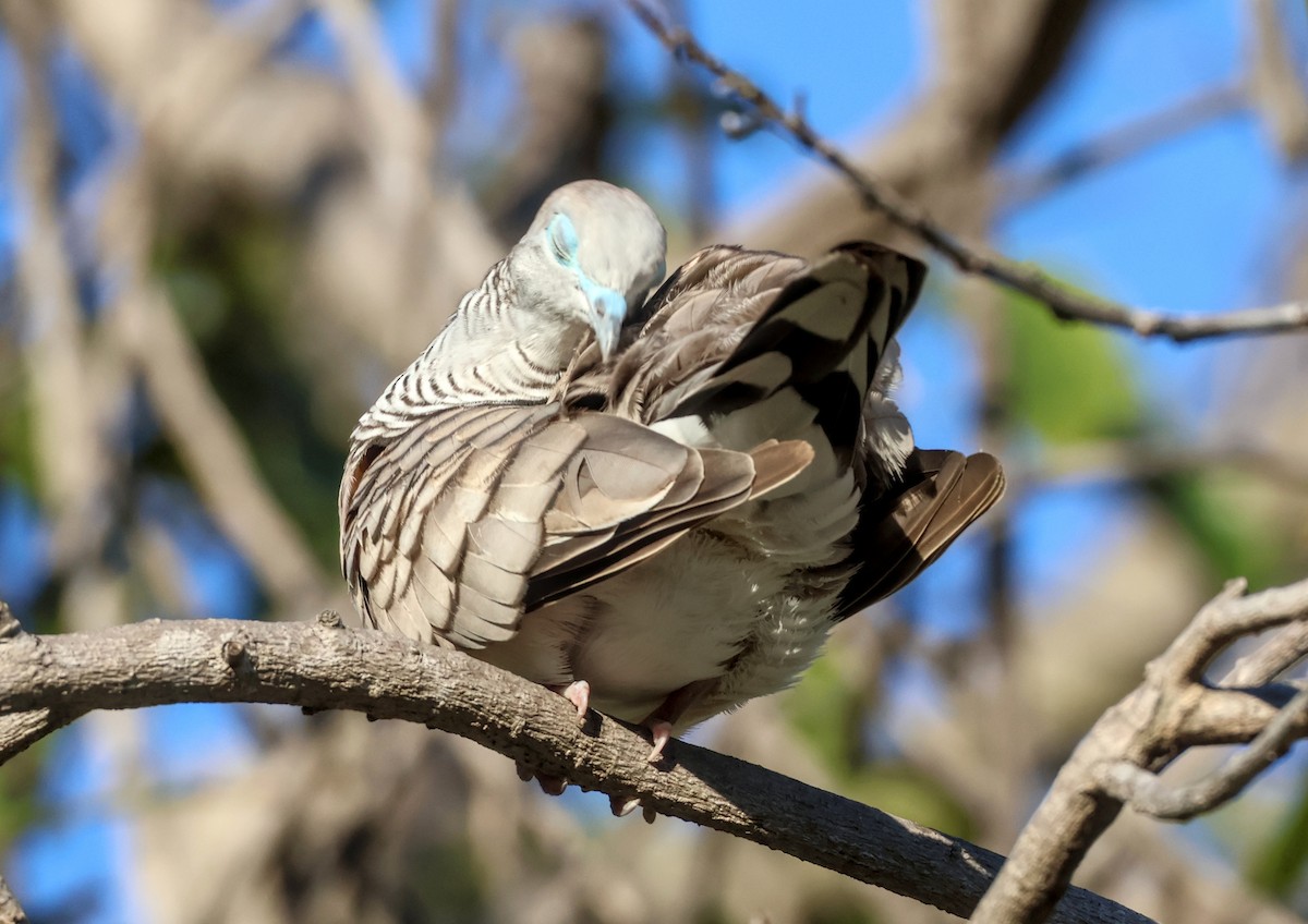 Peaceful Dove - ML646631902