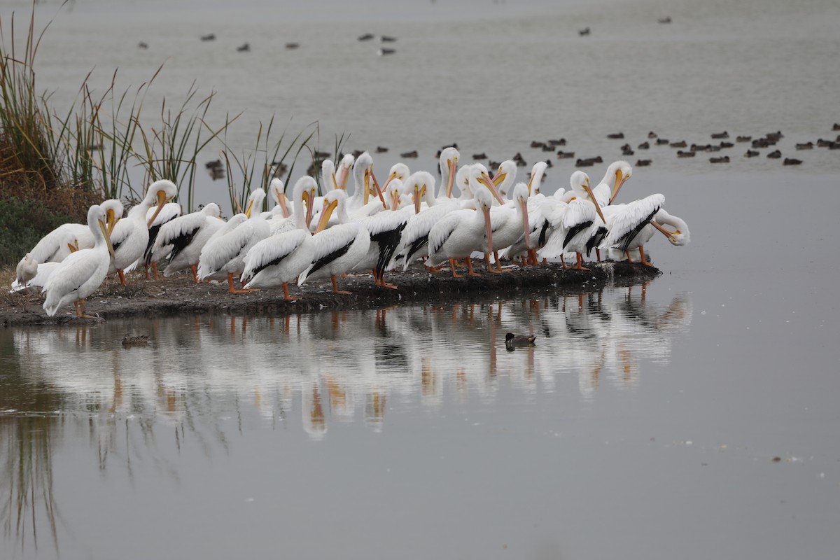 American White Pelican - ML646631906