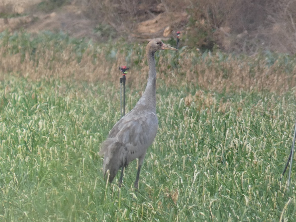 Common Crane - ML646631907