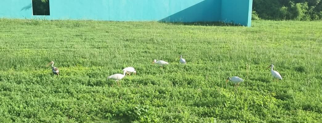 Ibis zuria - ML646631908