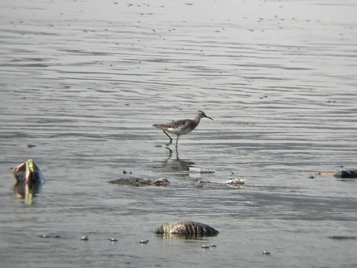 Wood Sandpiper - ML646631909