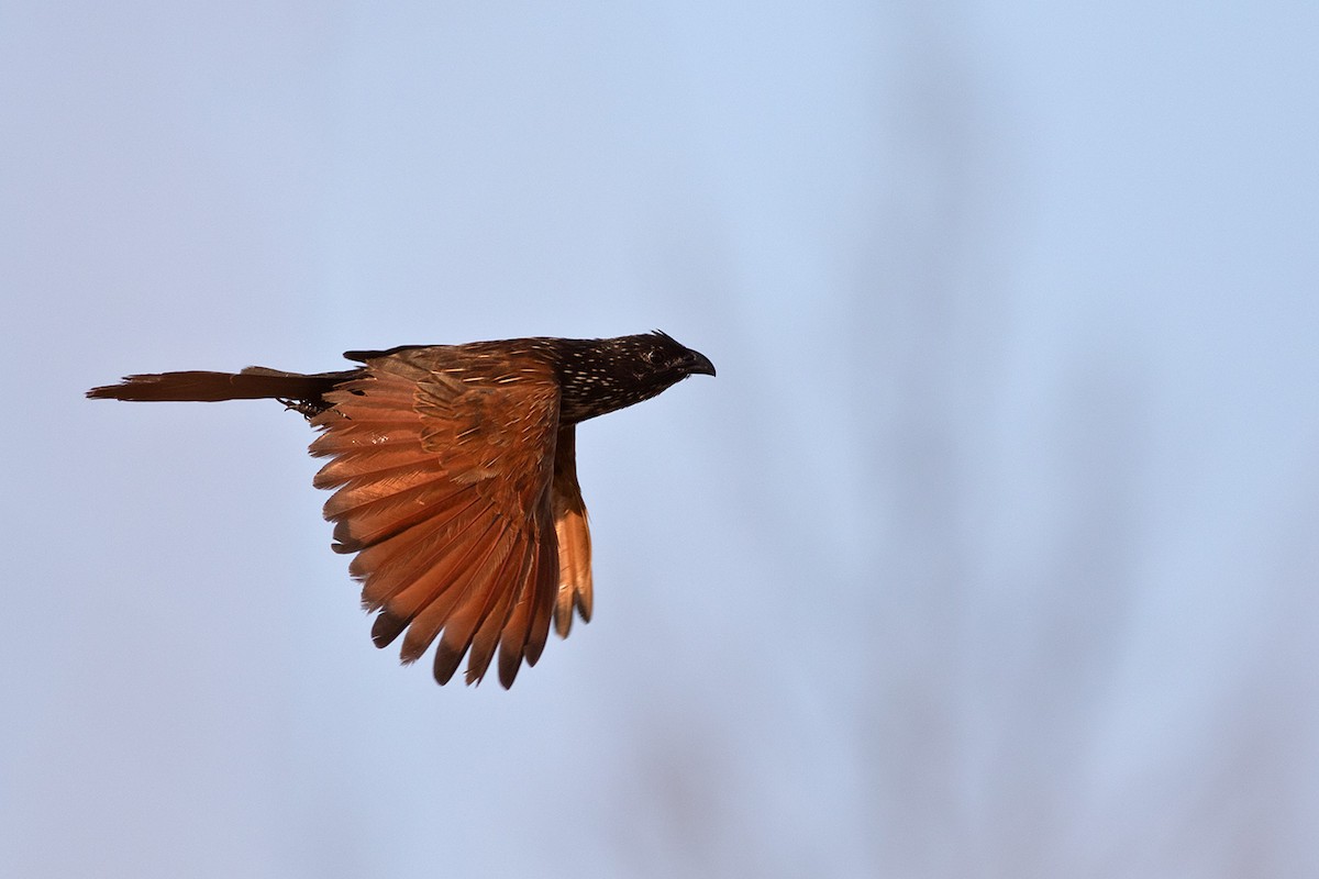 バンケン - ML646631911