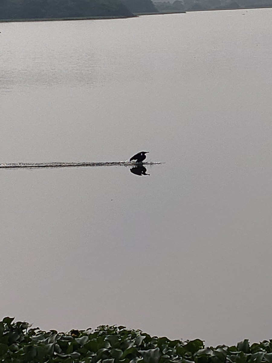 Little Cormorant - ML646631912