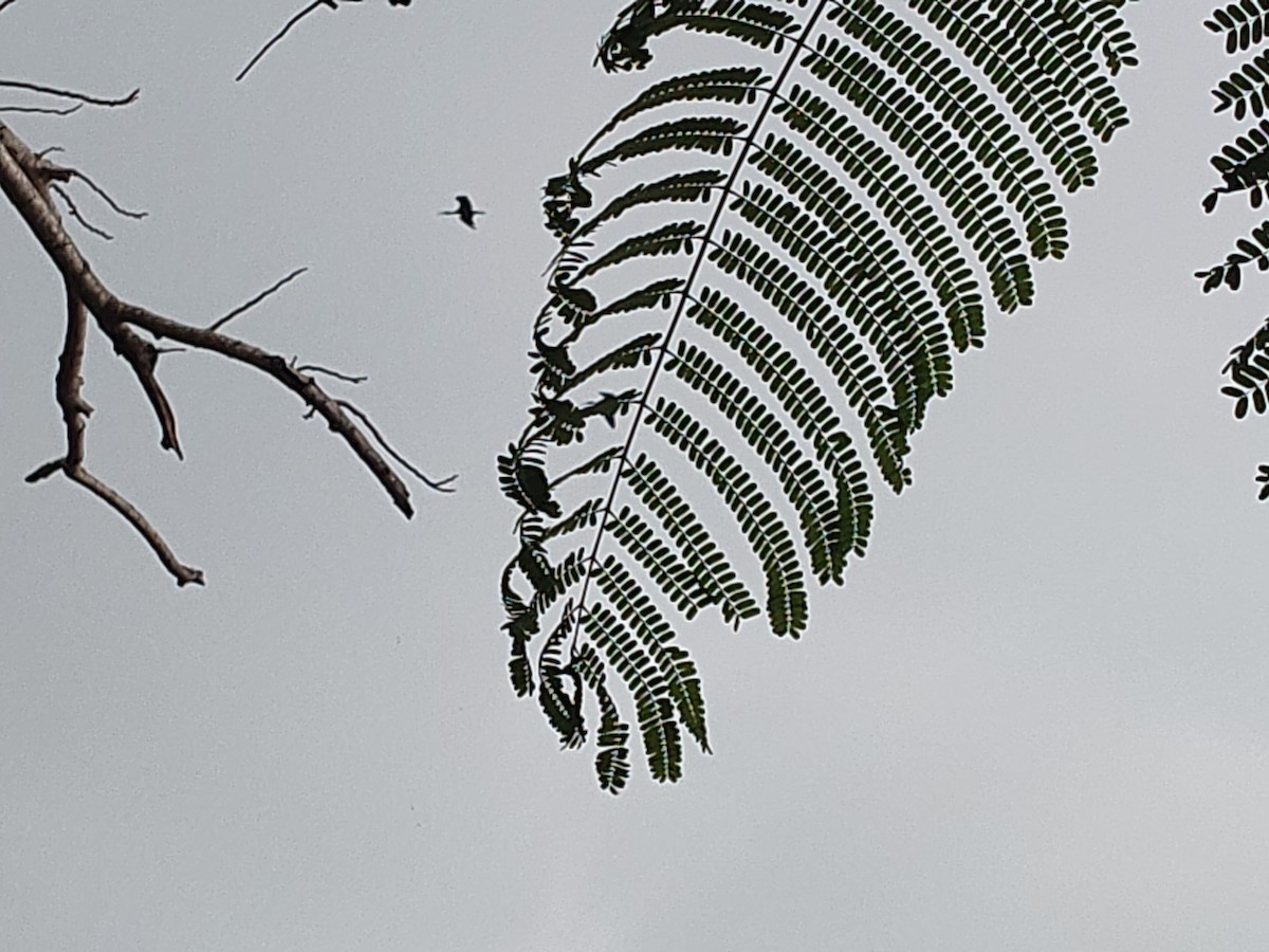 Little Cormorant - ML646631914