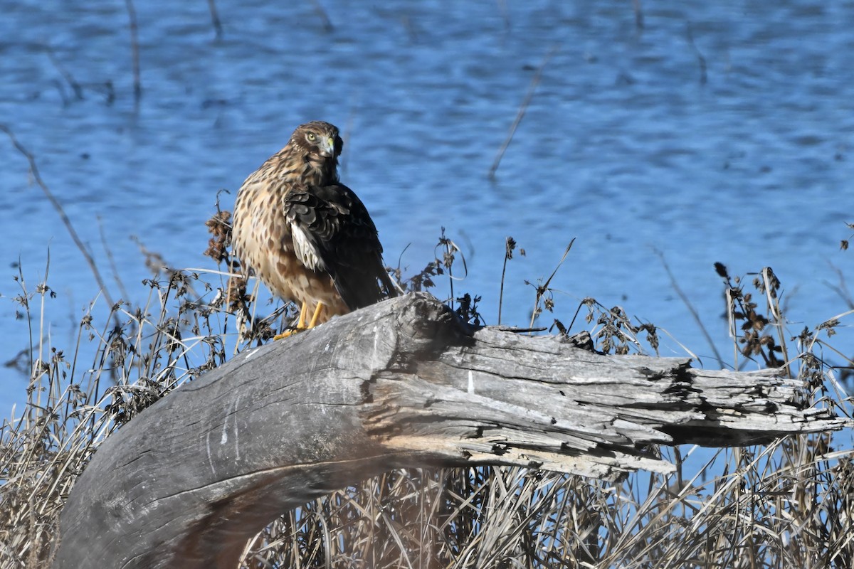 Лунь американський - ML646631915